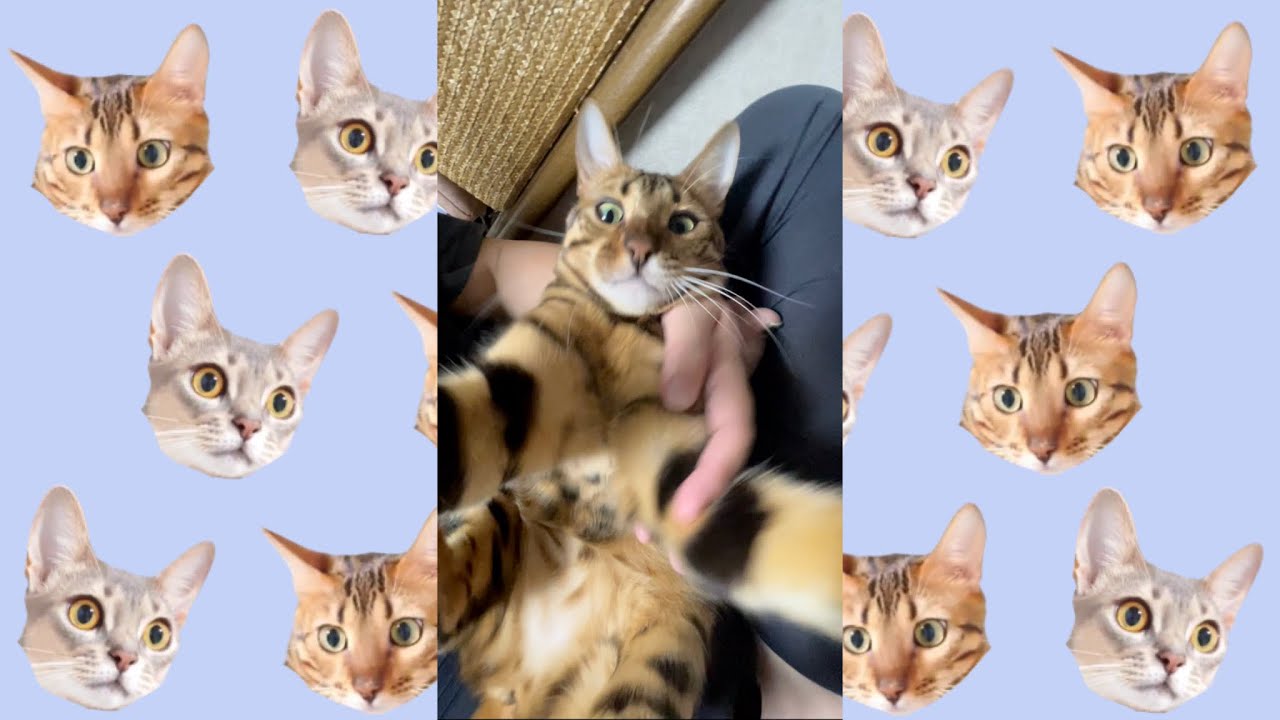 我が家のライオンキング（ベンガル猫とアビシニアン）BEST FUNNY CATS&KITTENS　#shorts
