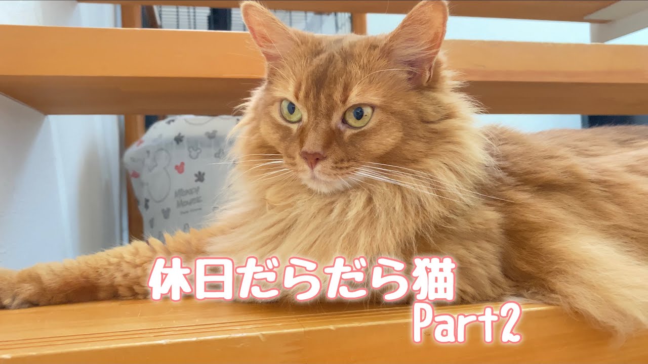 休日だらだら猫Part2！【ソマリ.三毛猫】