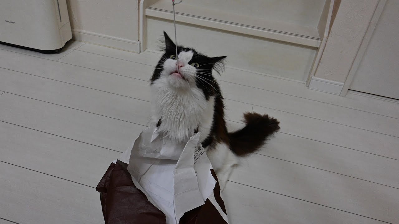 【メインクーンのいる生活158】紙袋をぶら下げる猫