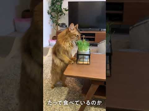 #93　絶対中に人入ってるソマリ