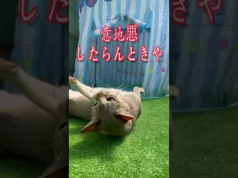 兄の居場所を占拠するシンガプーラの妹w