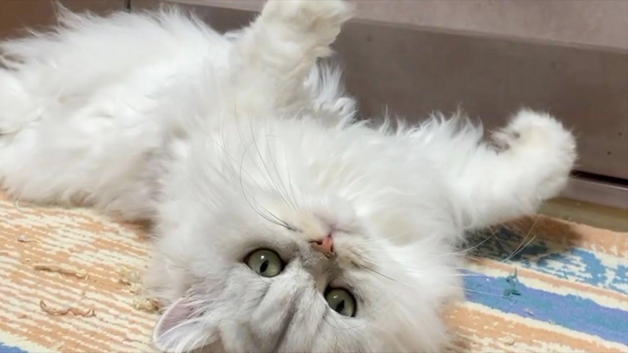 【ペルシャ猫】夕方の甘えん坊💖可愛すぎて何もできない！！