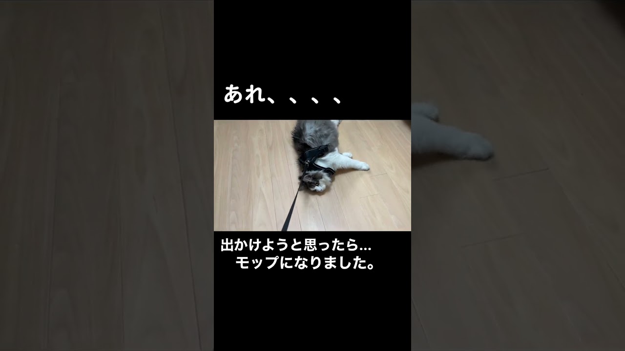 【ショート初投稿】猫と出かけようと思ったら...😂😂😂  #shorts #サイベリアン#猫 #cat #サイベリアン #ねこ