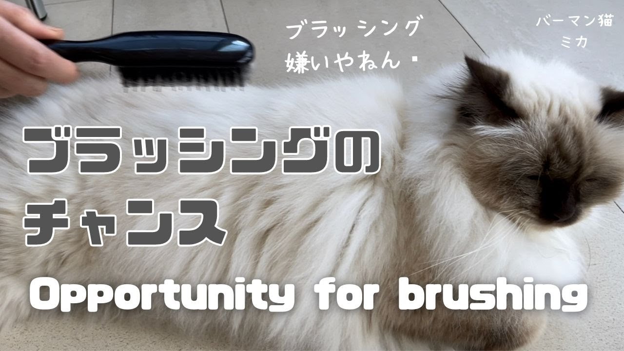バーマン猫ミカ【ブラッシングのチャンス】Opportunity for brushing（バーマン猫）Birman/Cat
