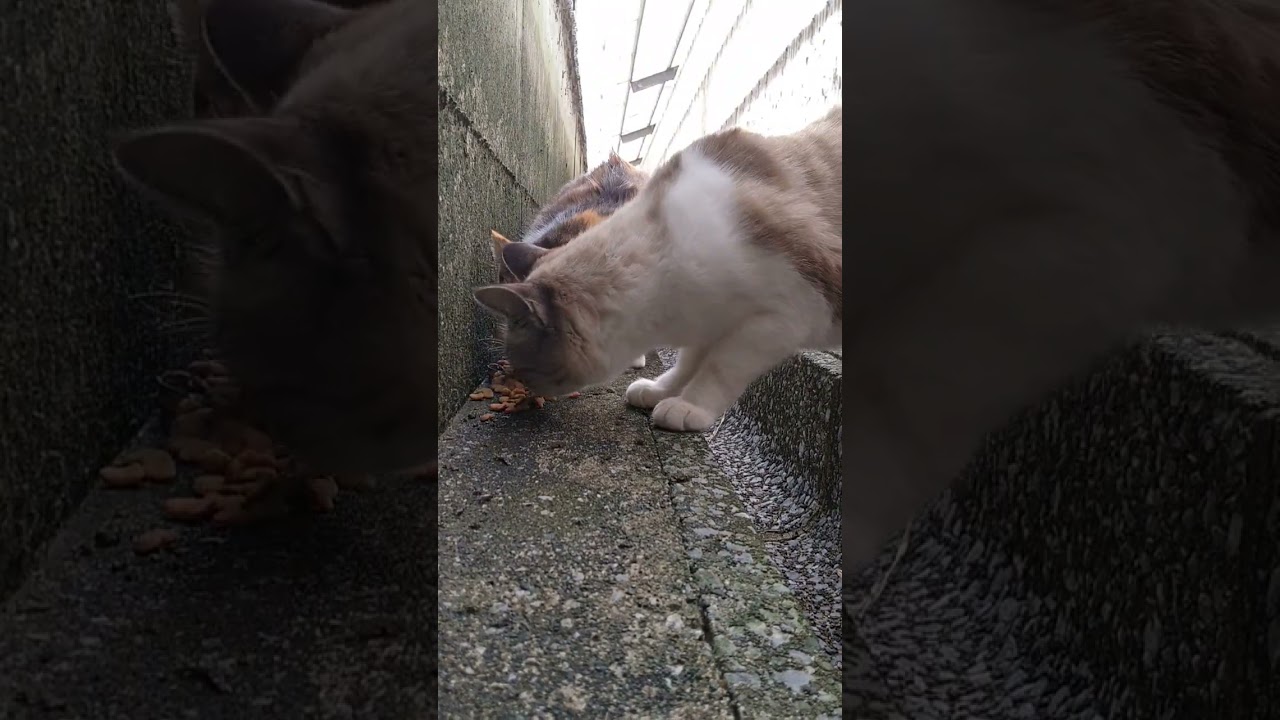 【三毛猫　シャム猫ミックス】　 #猫動画 #short