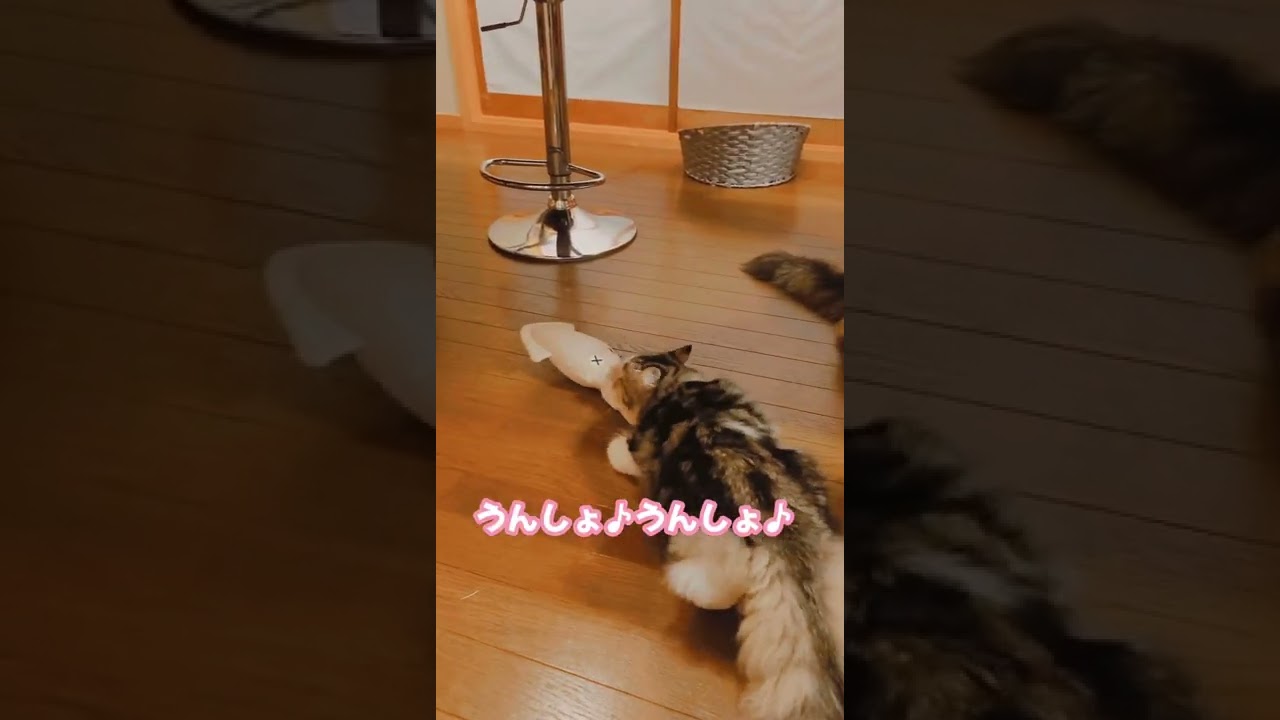 内緒でイカを運ぶラガマフィンちゃん。(^o^;)#shorts
