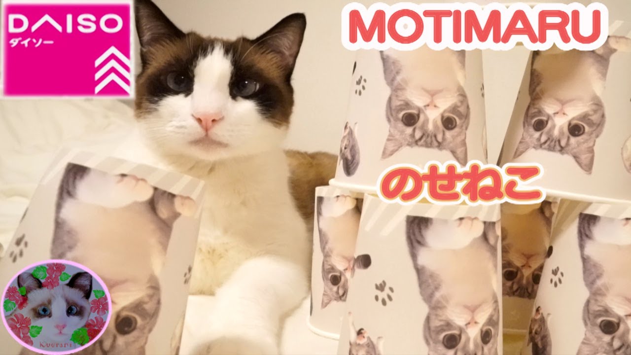 DAISOもちまる紙コップでのせ猫されたシャム猫  DAISO MOTIMARU goods