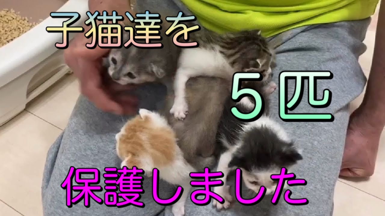 またまた子猫！5匹の生後3週目の子猫達を保護しました【We rescued the five weeks old 5 kittens】