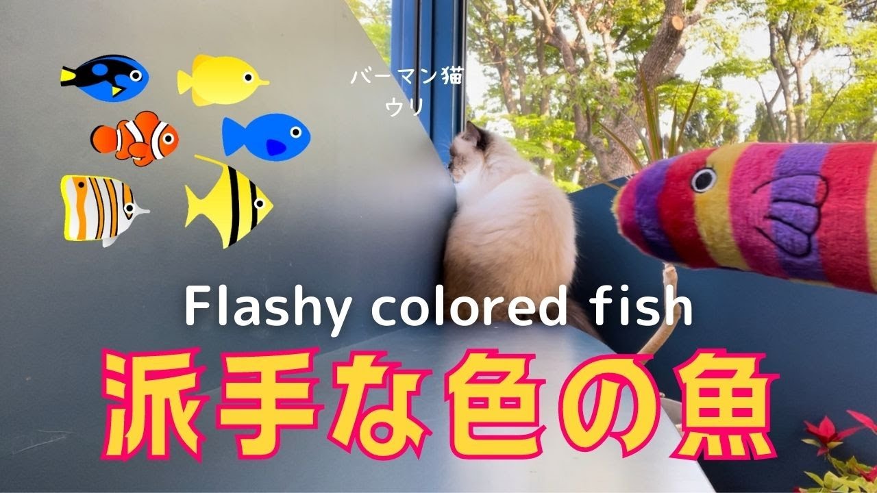 新しいけりぐるみ【派手な色の魚】Flashy colored fish（バーマン猫） Birman/Cat