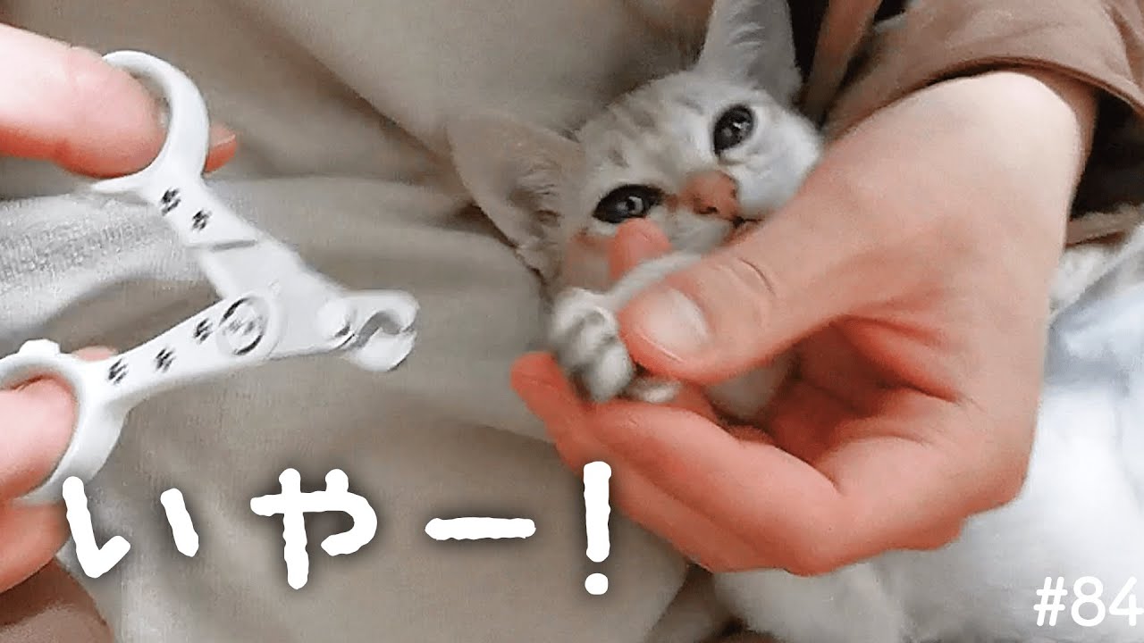 爪切り嫌だねえ…【シンガプーラの子猫】