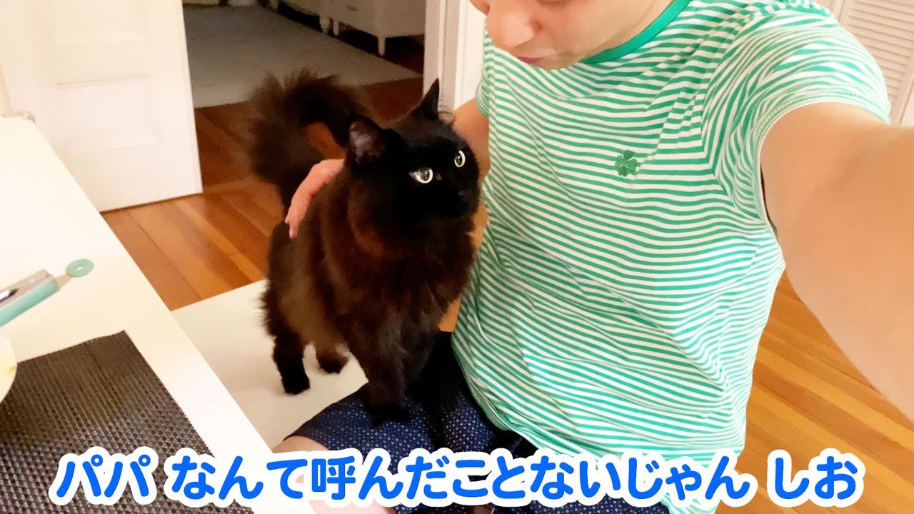 【しゃべる猫】飼い主を日本語で「パパ」と呼ぶ猫【しおちゃん】