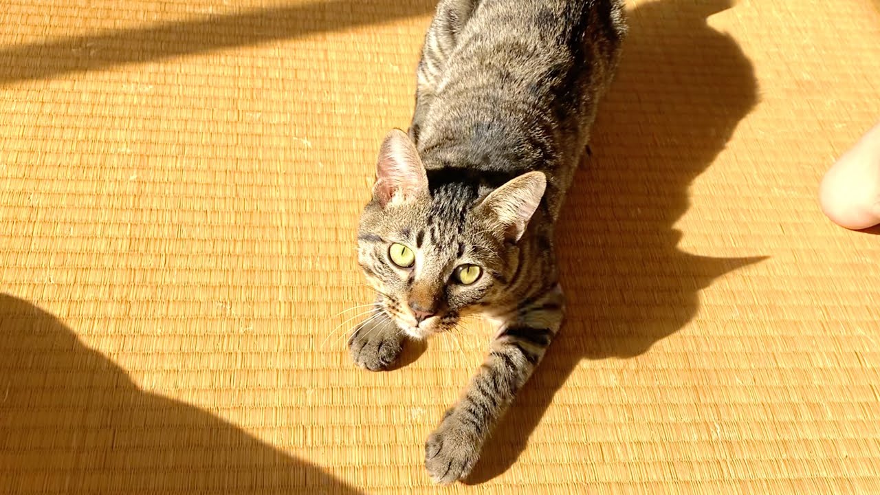 子猫が凶暴化して襲いかかってきました…