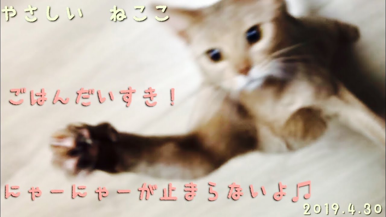 アビシニアン　鳴き声　ごはん大好き