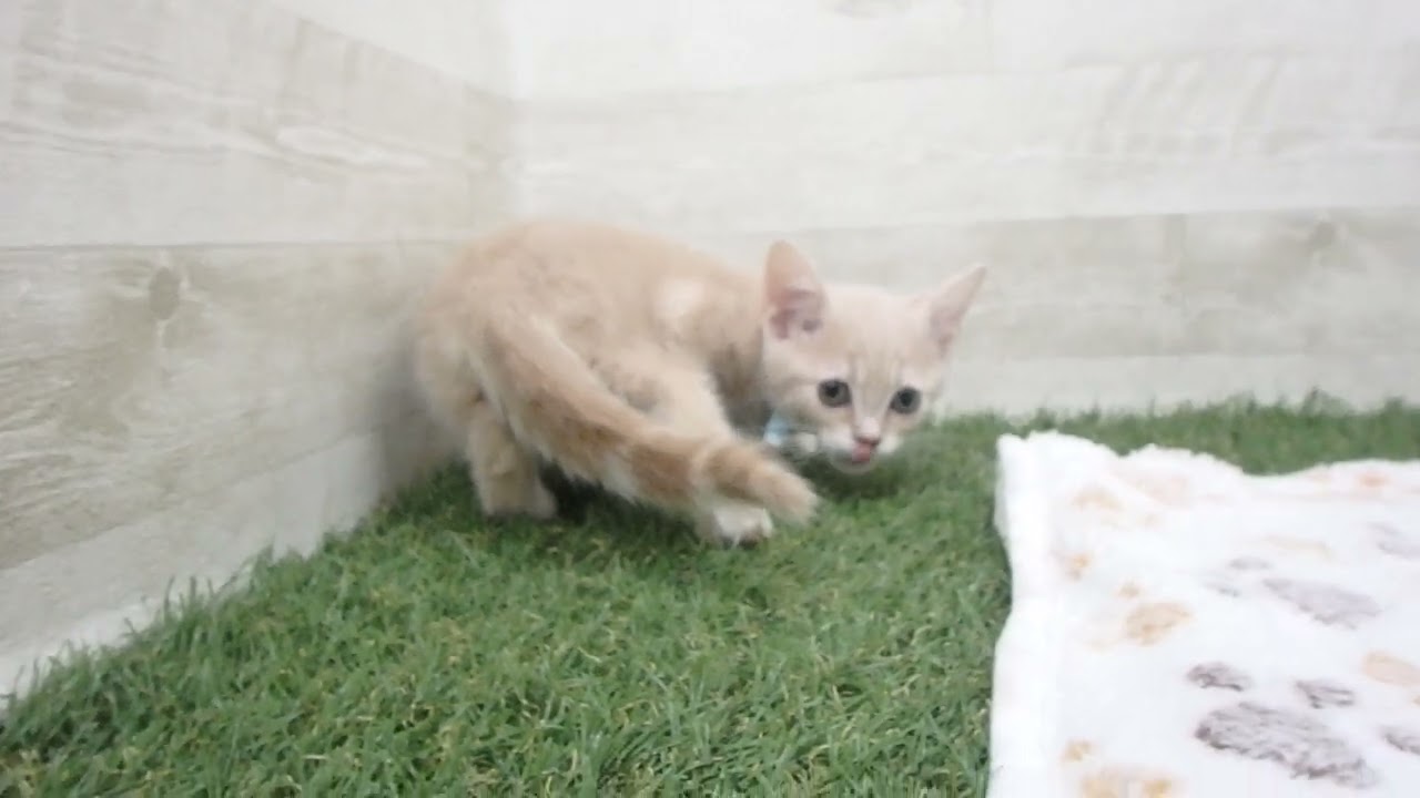 00610995 ブリティッシュショートヘアー