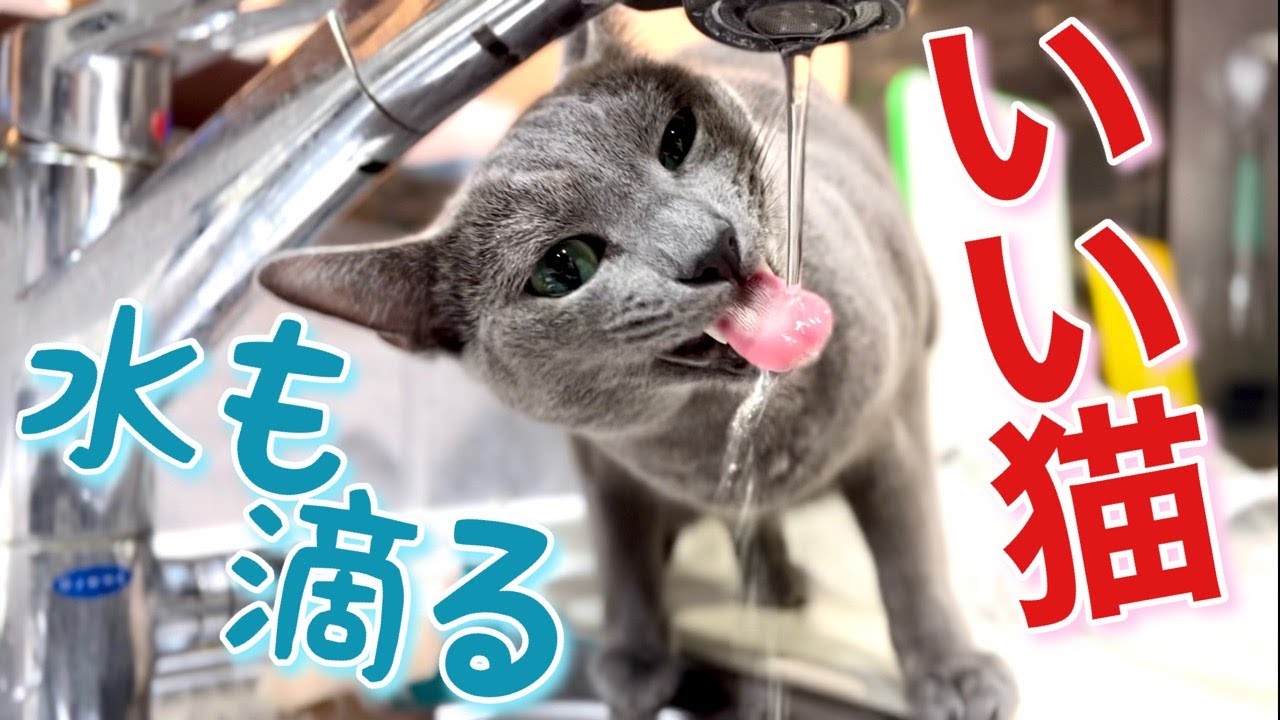 猫の就寝前ルーティン~必ずするにゃ【ロシアンブルー】Russian Blue cat Kotetsu~Cat's Routine just before bed.