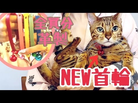 ベンガル猫5匹に革製のお揃い首輪をプレゼント！