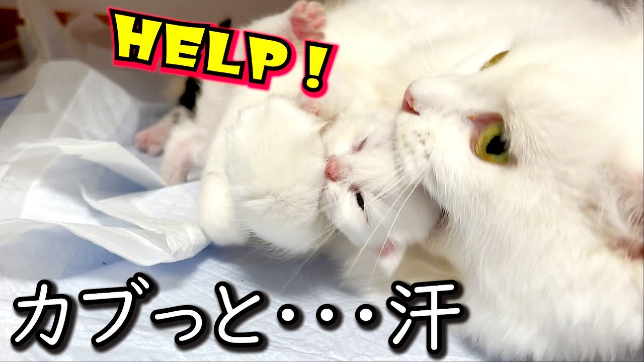 ♥子猫♥ガブっといかれて赤ちゃんも小生も焦ってしまう件 ∼猫のいる生活Vol.568∼ 出産動画 マンチカン短足・ミヌエット・ペルシャ猫専門ブリーダー『ペット蔵人』【子猫の成長記録】