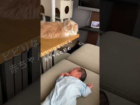 #Shorts　ビビり猫、赤ちゃんに会ってみる【親子猫サイベリアン】