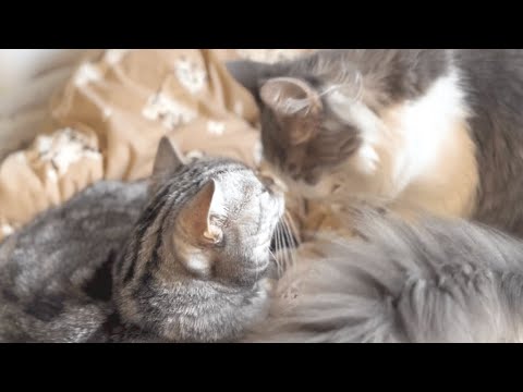 最近、子猫を愛でるアメリカンショートヘアのあいちゃん❤️