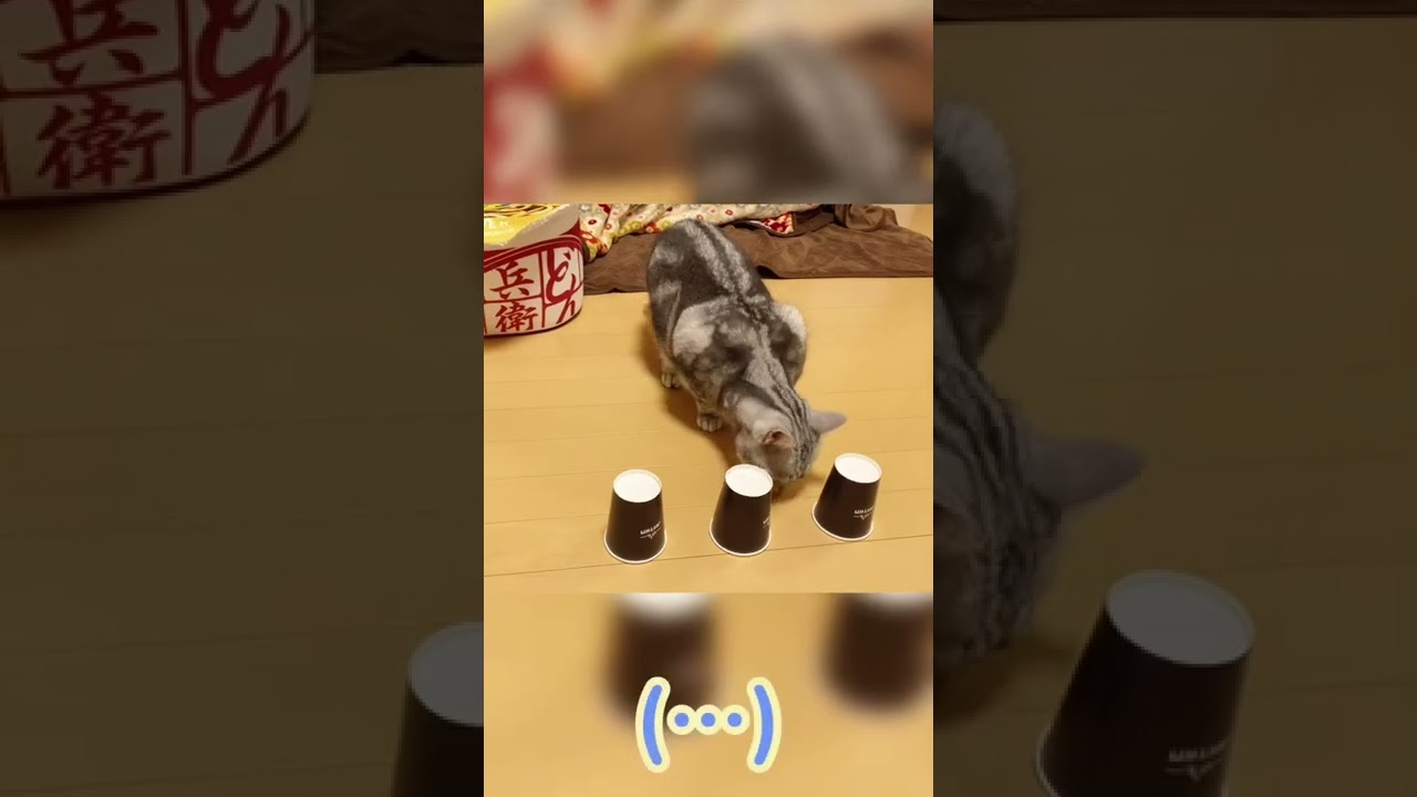 食いしん坊猫とシャッフルゲームしてみた　[アメリカンショートヘア・アメショ]