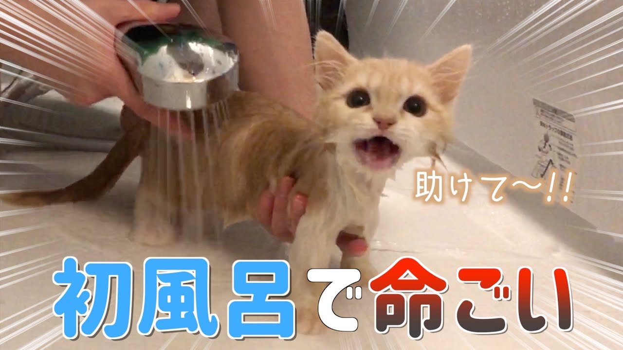 初めてのお風呂で子猫ミヌエット豹変!!!!【マンチカン丨スコティッシュフォールド】