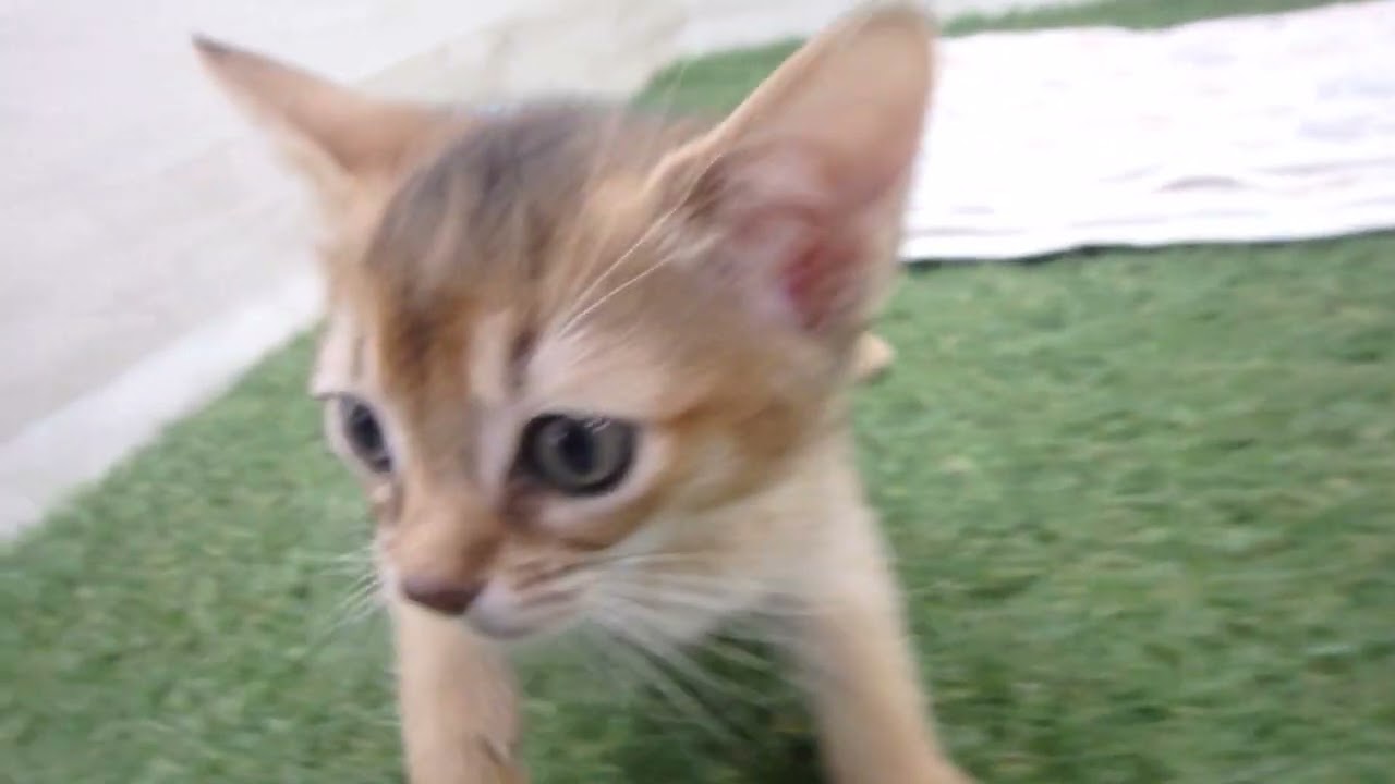 00610972 アビシニアン