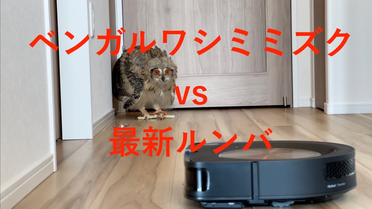 【ベンガルワシミミズク】#26 最新ルンバとベンガルワシミミズク