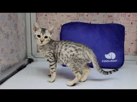 Coo&RIKU　No557141　エジプシャンマウ