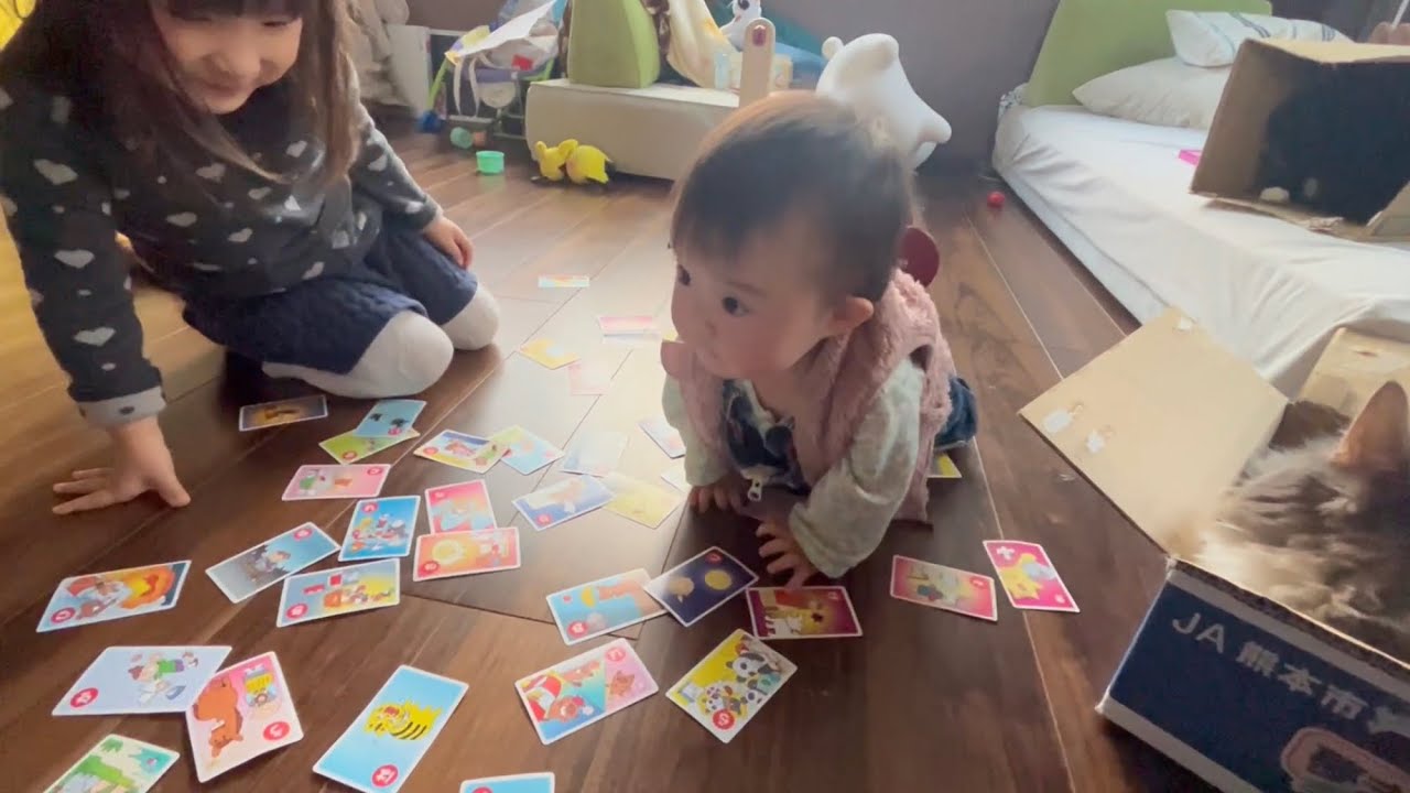 カルタを使ったお姉ちゃんの勉強を邪魔する赤ちゃんと猫　ラガマフィン　Baby and cat disturbing sister's study