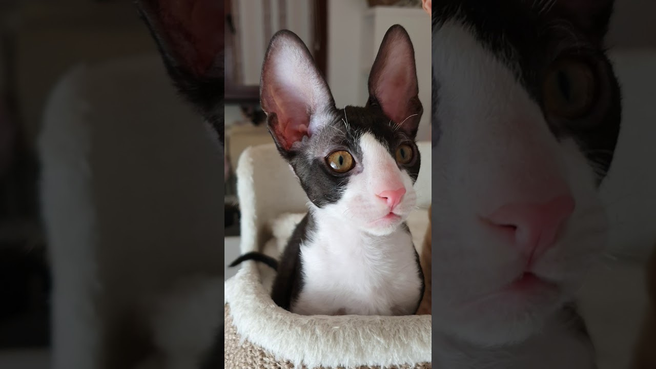 Cornish Rex kittens too cute😺