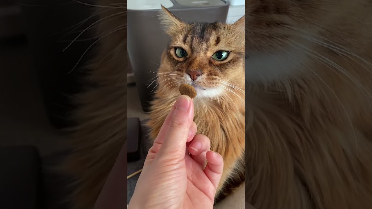 だっふんだ顔で待つソマリ