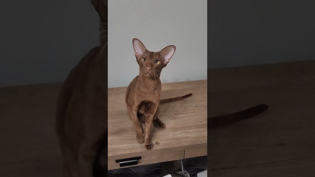 Oriental Cat 🧡