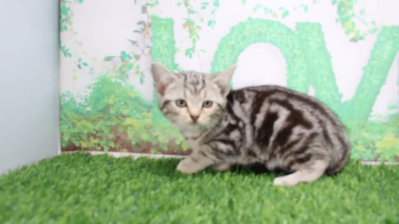 Coo&RIKU　No609262　アメリカンショートヘアー