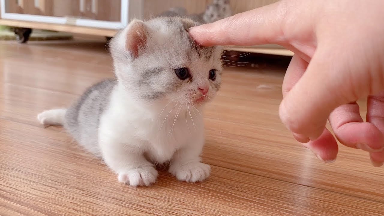 「絶対笑う」最高におもしろ 猫のハプニング, 失敗動画集・かわいい猫 #1