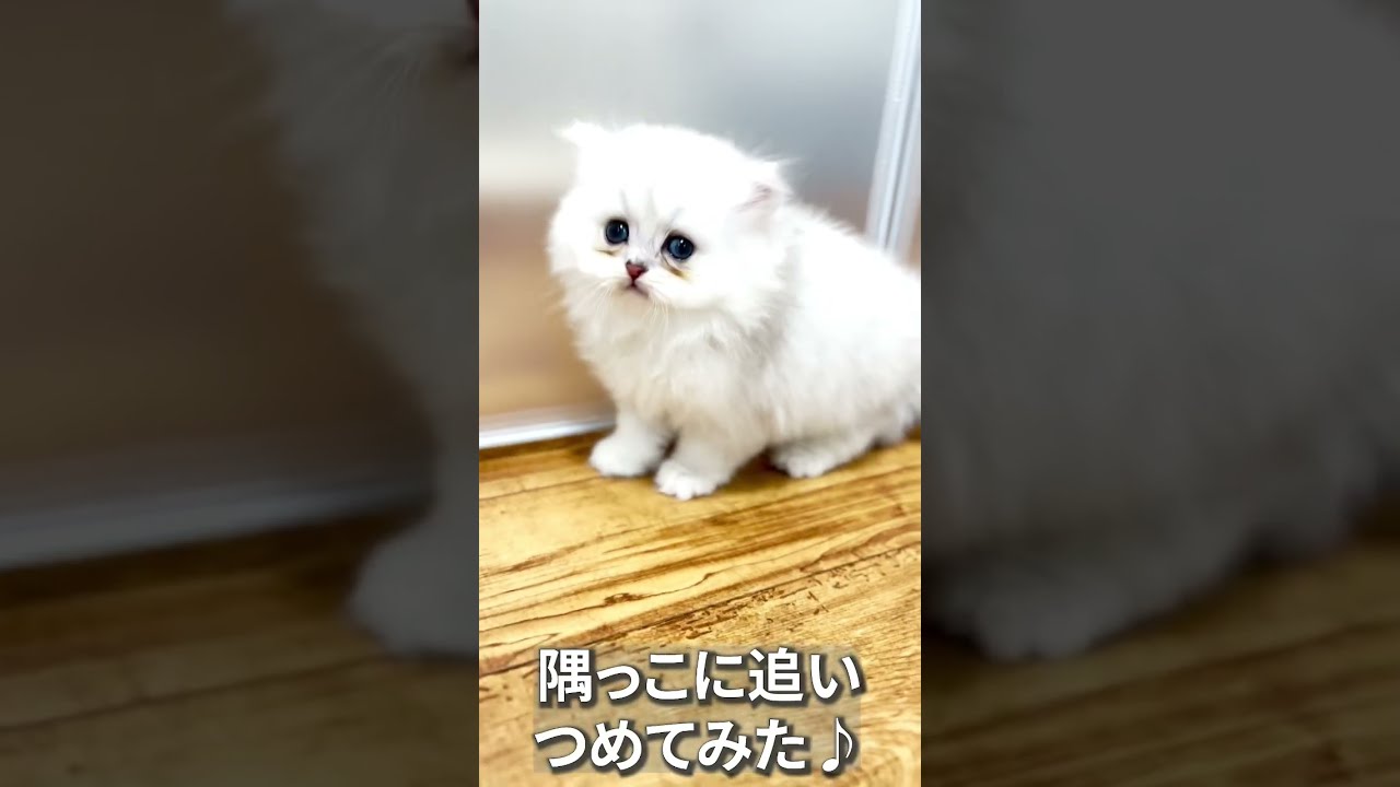 【子猫の成長記録】#shorts #ミヌエット #マンチカン #子猫