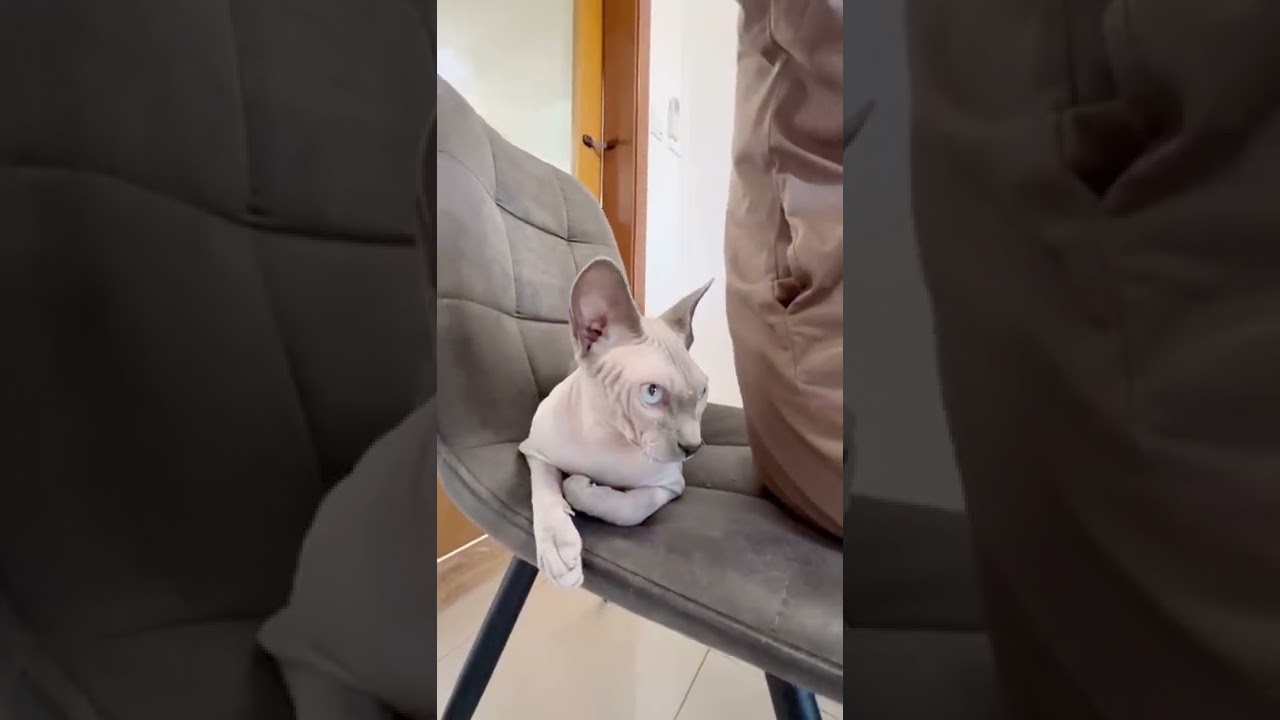 ママと一緒の椅子に座りたい猫【スフィンクス猫】