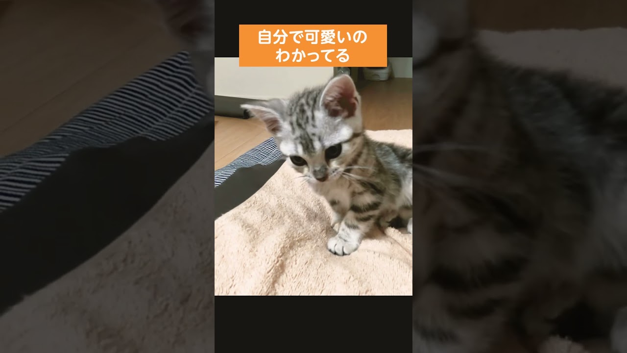 自分でかわいいのがわかってる猫【アメリカンショートヘアー】#shorts  #子猫 #アメショー