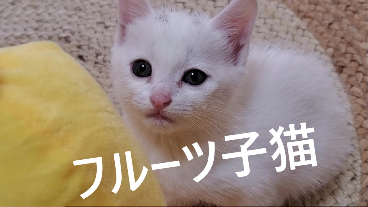 フルーツ籠にジャストフィットの子猫がコロコロ遊ぶ姿がかわいい。【2022.10.11(3)】保護から6日目。