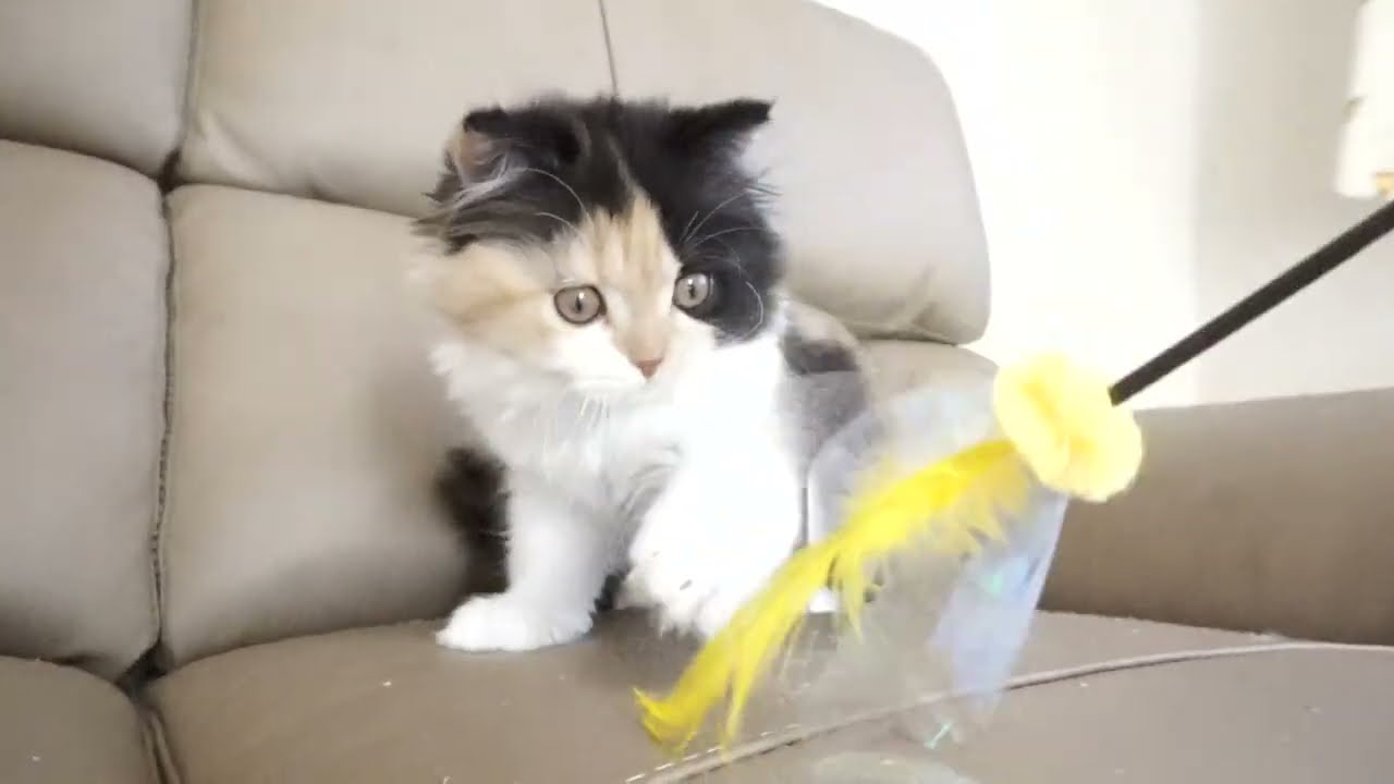 セルカークレックス子猫　2022.9.30産まれ 　キャリコ　三毛猫　女の子　シーダキャット猫のお店　Selkirk Rex