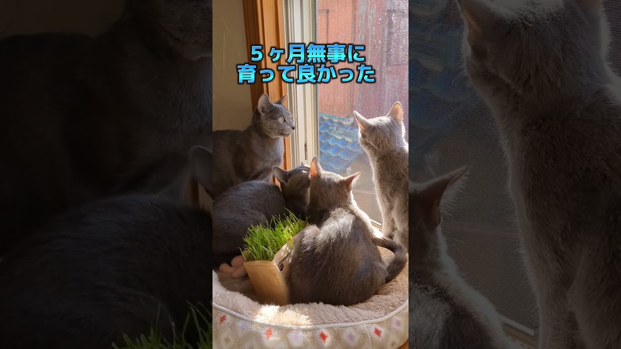 どの子がママでしょう?🐈‍⬛  #ロシアンブルー #russianblue  #子猫