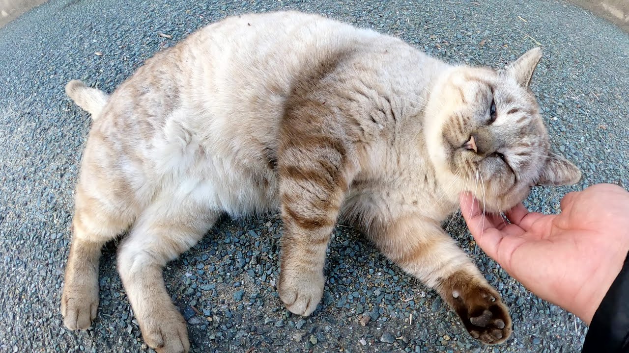 おじいちゃんシャム猫がコロンと寝転がってモフりを要求してきた