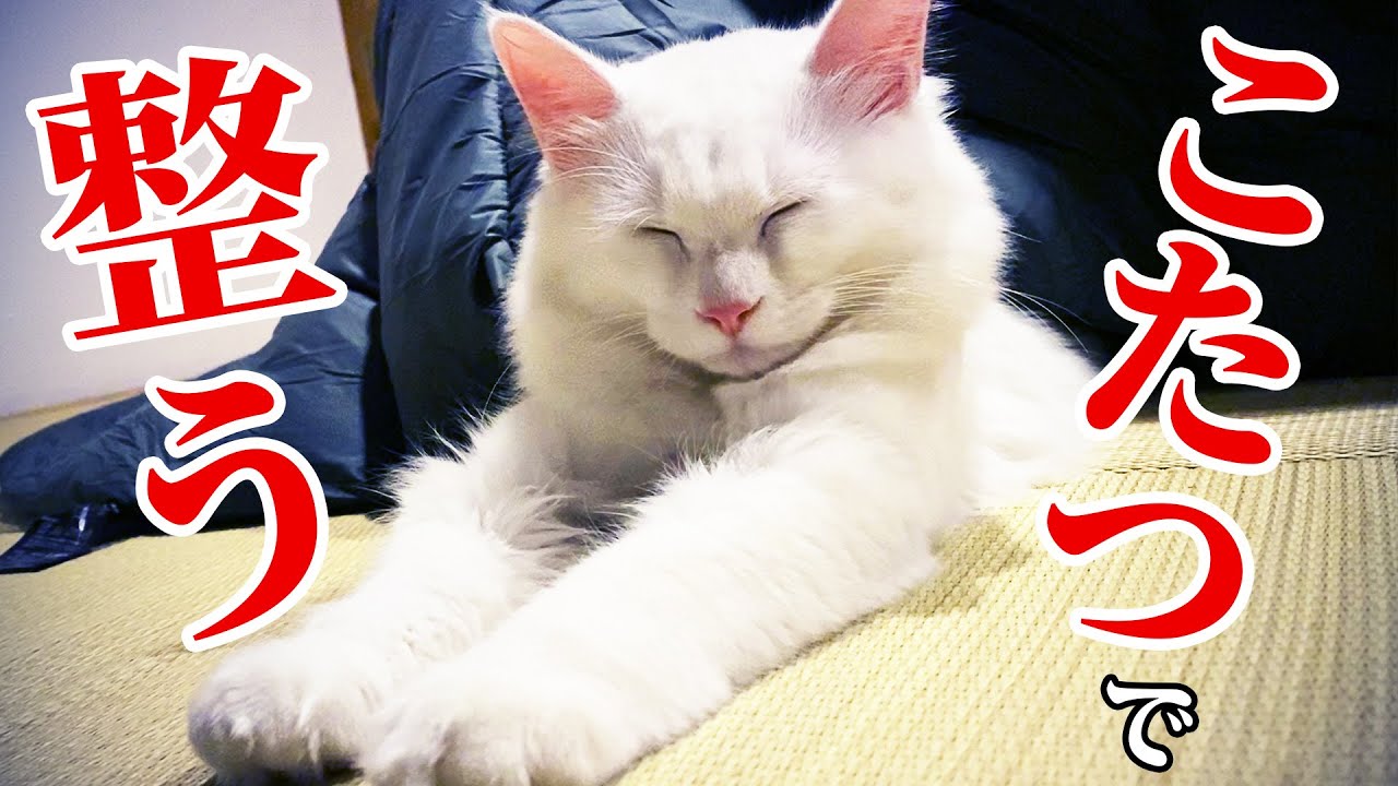 子猫、初めてのコタツを体験した結果。。【保護猫の兄弟】