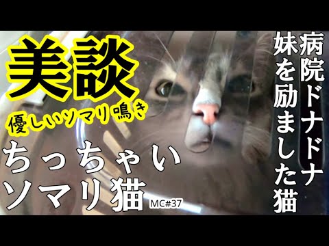 【ちっちゃいソマリ猫】鳴いた妹を励ました猫（ソマリやさしく鳴きます）