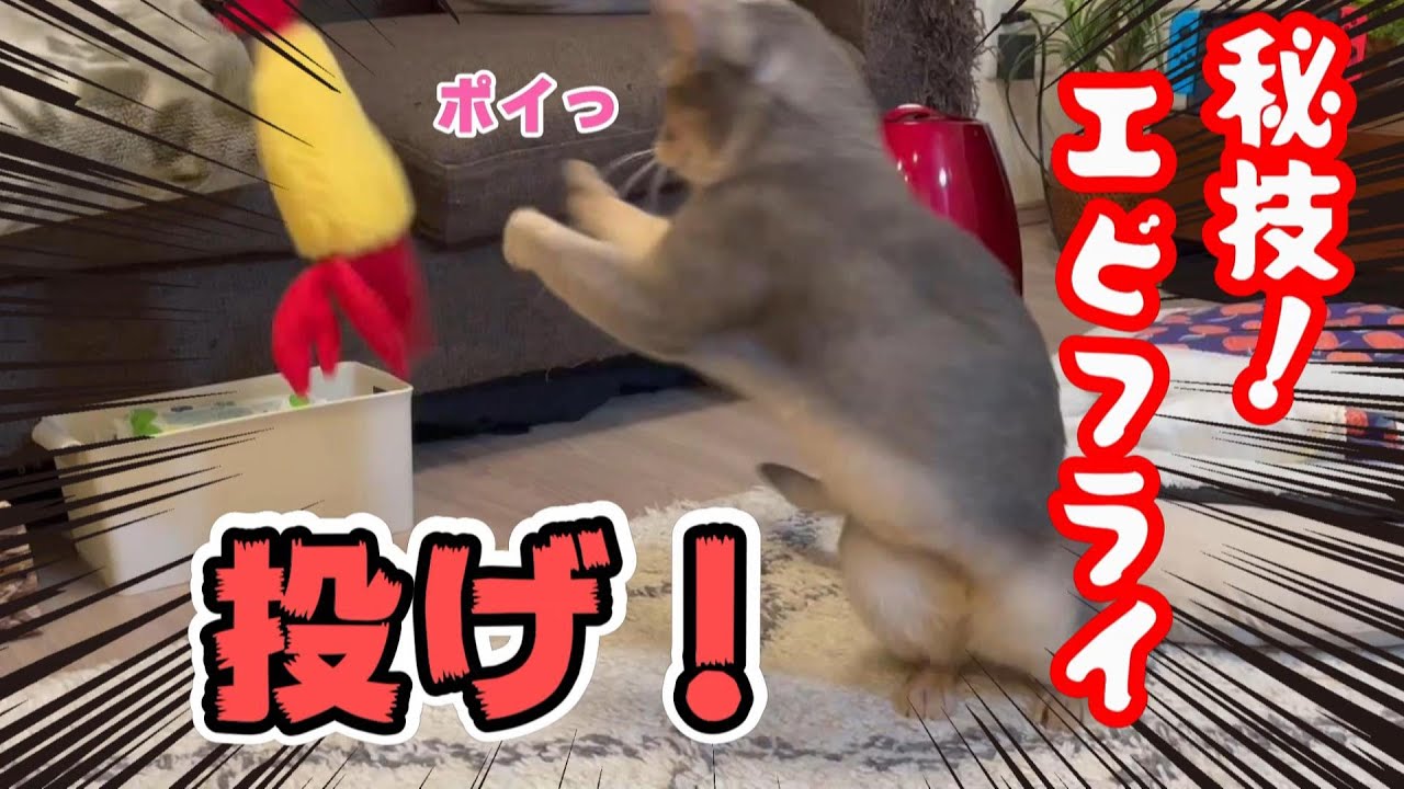 エビフライを投げる猫アビたん♡