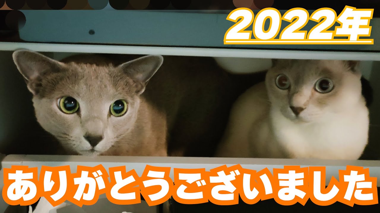【2022総集編】【ロシアンブルー×トンキニーズ】今年もありがとうございました！（#115）