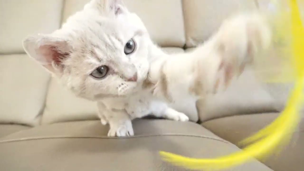 セルカークレックス子猫　2022.9.30産まれ 　クリーム　女の子　シーダキャット猫のお店　Selkirk Rex