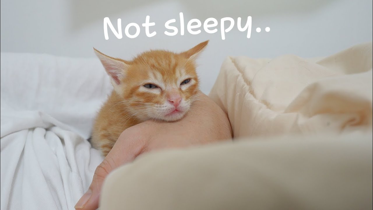 Kitten Nuri is holding back even though he's sleepy!