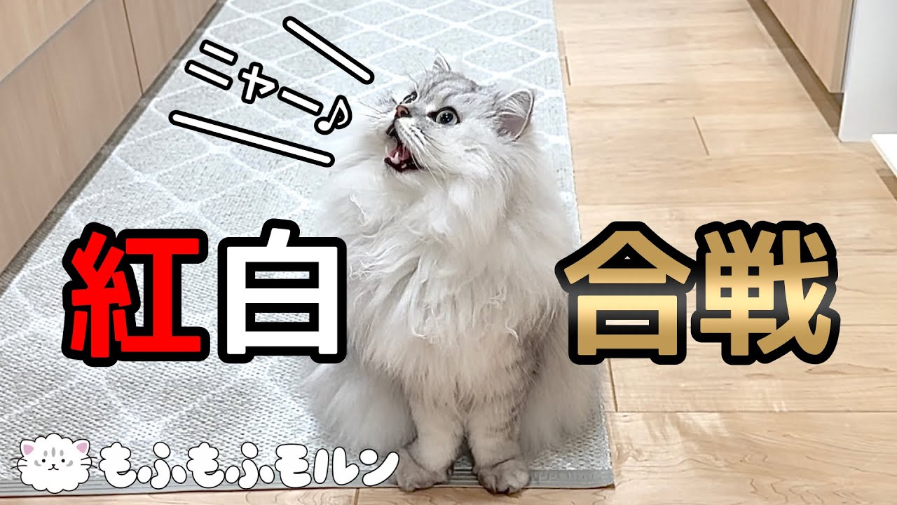もふもふ猫の紅白猫合戦！ 【サイベリアン】