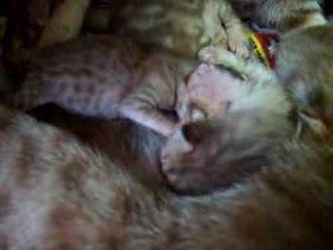 オシキャットの子猫 ver.2