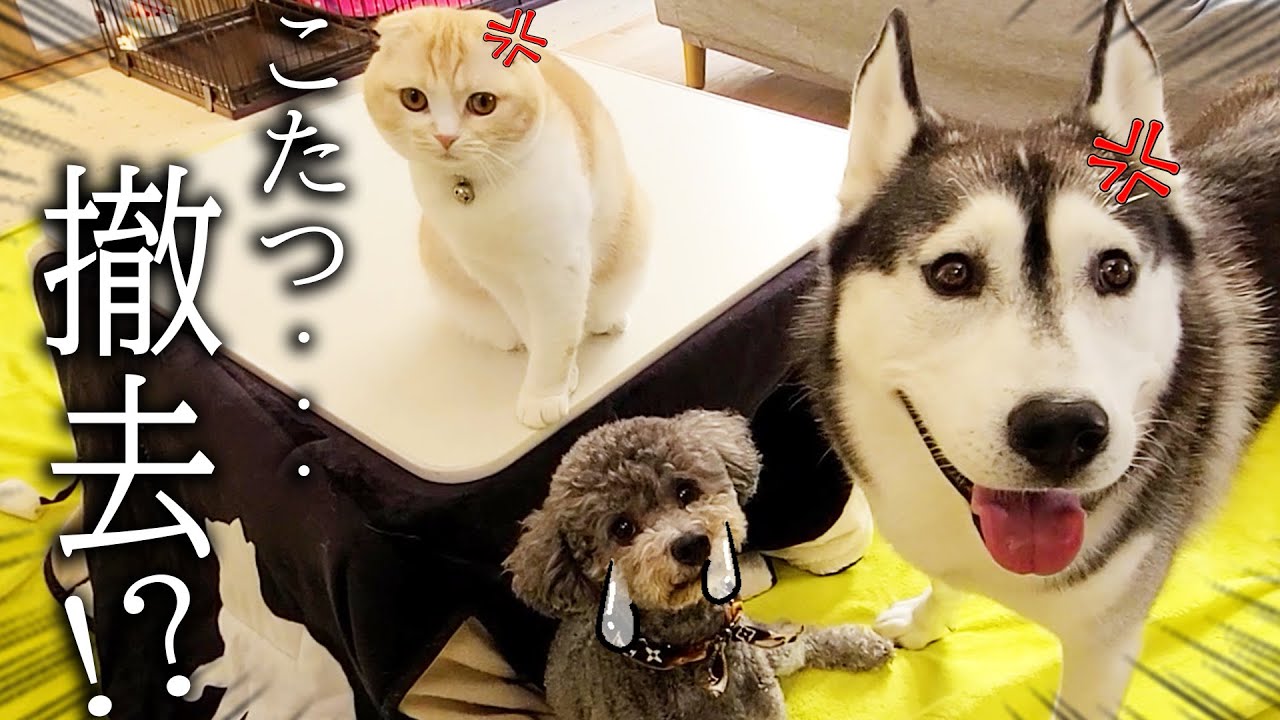 こたつを撤去すると言ったら子猫と犬達から猛抗議されました...